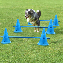 Dog navigating an agility course with blue cones on a grassy field