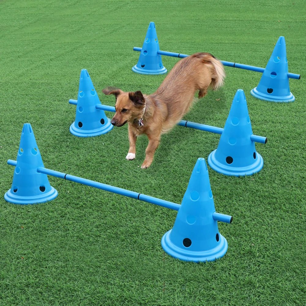 Dog navigating an agility course with blue cones on a grassy field