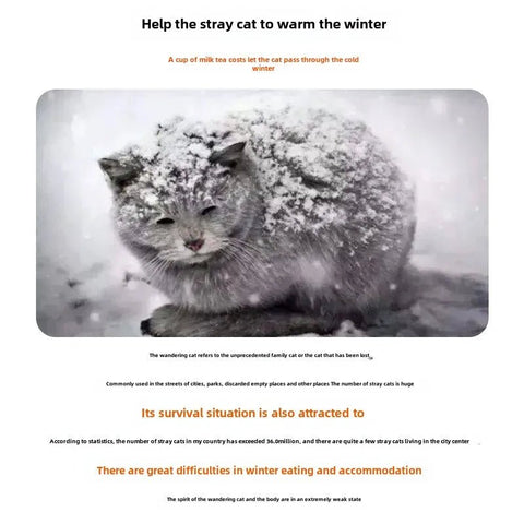 Cat covered in snow with text about helping stray cats through winter